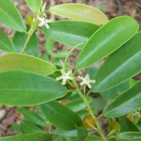 Erythroxylum zeylanicum O.E.Schulz